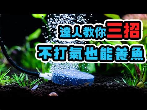 氧氣珠養魚|如何才能讓魚缸里的氧氣達到巔峰？妙招我能告訴你，但請注意風。